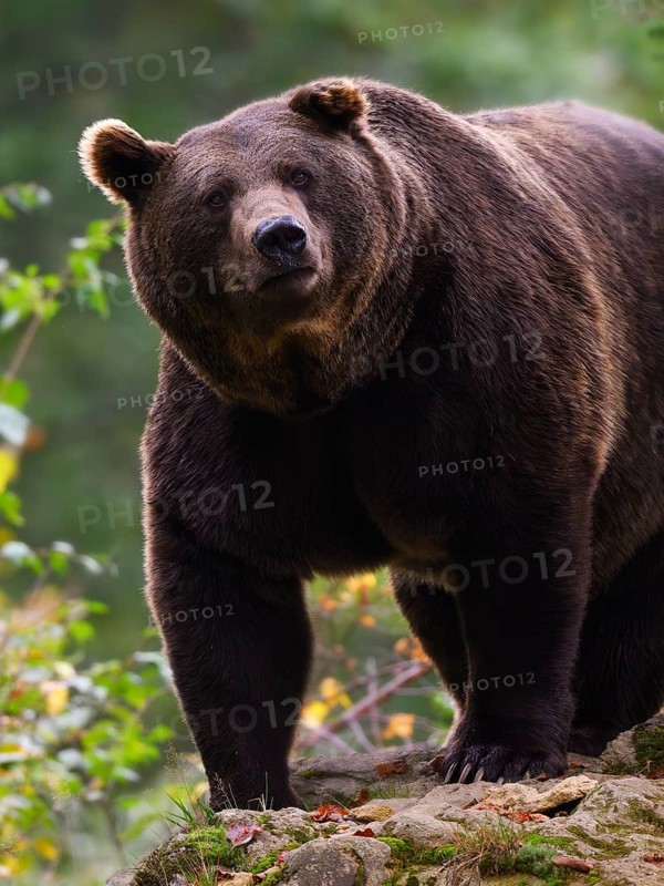 Brown bear (Ursus arctos) looking at the observer, captive, Neuschönau enclosure, Bavarian Forest National Park, Bavaria, Germany, Europe