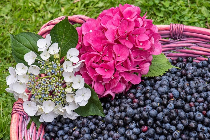 Fruit of the european blueberry (Vaccinium myrtillus), blueberry, harvest, Oldenburger Muensterland, Goldenstedt, Lower Saxony, Germany, Europe