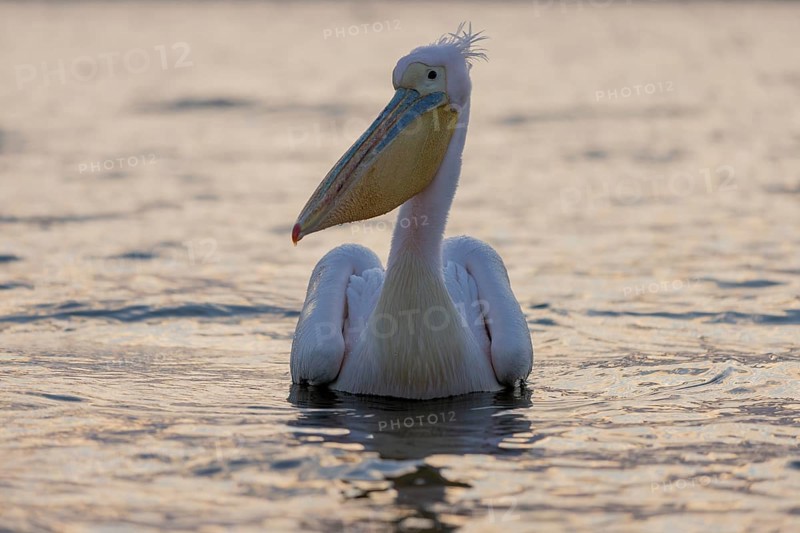 Great white pelican (Pelecanus onocrotalus), swimming, Lake Kerkini, Greece, Europe