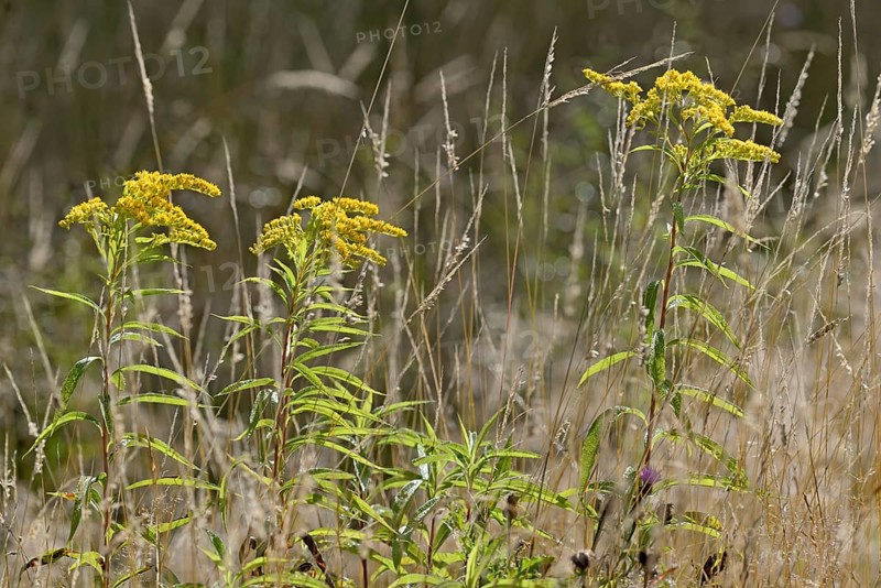 Goldenrod (Solidago) in bloom with raindrops, between true grass (Poaceae), North Rhine-Westphalia, Germany, Europe