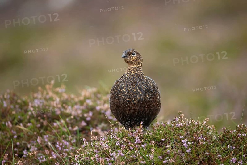 Red grouse (Lagopus lagopus scotica) adult female bird stood on flowering heather on a moorland in summer, Yorkshire, England, United Kingdom, Europe