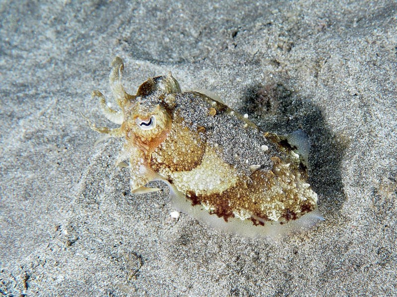 A juvenile Common cuttlefish (Sepia officinalis) changing colour for camouflage. Dive site Playa, Los Cristianos, Tenerife, Canary Islands, Spain, Europe