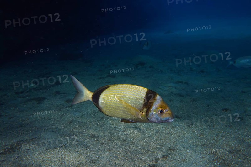 A single fish, common two-banded seabream (Diplodus vulgaris), swims calmly across the sandy seabed in the deep blue water. Dive site Roca Jolia, Las Galletas, Tenerife, Canary Islands, Spain, Europe