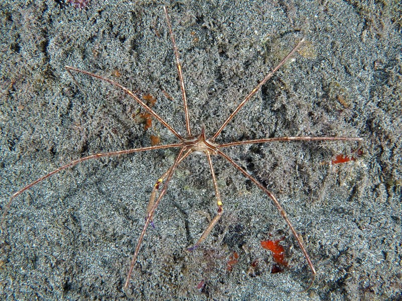 East Atlantic arrow crab (Stenorhynchus lanceolatus) on lava sand. Dive site Playa, Los Cristianos, Tenerife, Canary Islands, Spain, Europe