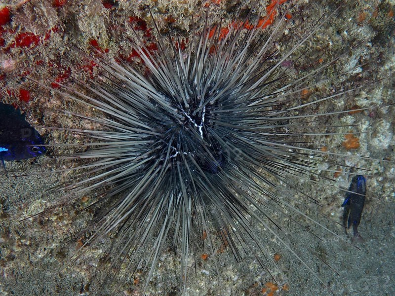 A diadem sea urchin (Diadema antillarum) with long spines sits on a lava rock. Dive site Playa, Los Cristianos, Tenerife, Canary Islands, Spain, Europe