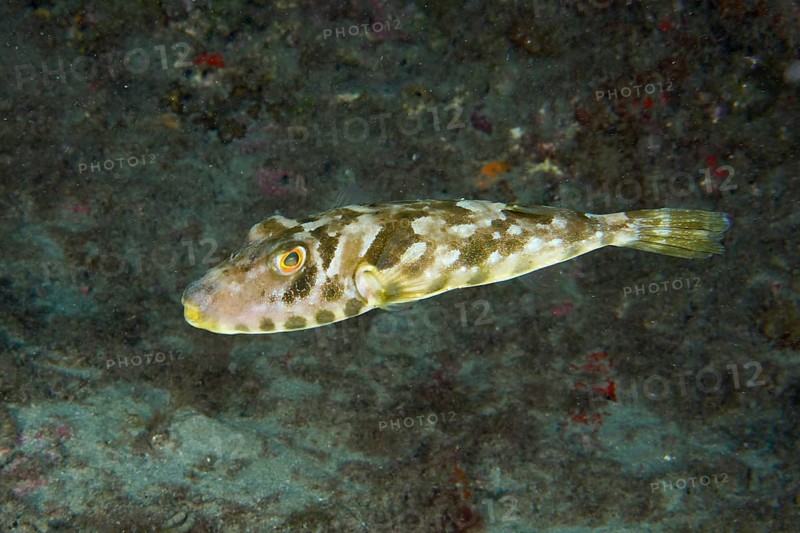 Pearled pufferfish (Sphoeroides spengleri) swimming in a rocky underwater landscape. Dive site Montana Amarilla, Costa del Silencio, Tenerife, Canary Islands, Spain, Europe