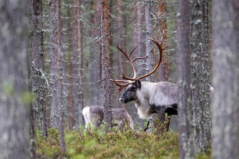 Reindeer (Rangifer tarandus) in the forest, Lapland, Finland, Europe