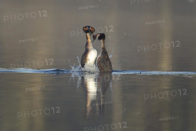 Great crested grebe (Podiceps cristatus) two adult birds performing a weed dance as part of their courtship display on a lake, Suffolk, England, United Kingdom, Europe