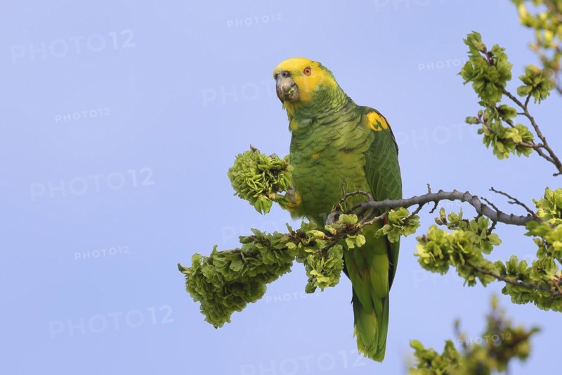 Yellow-headed Amazon (Amazona oratrix belizensis), feeding, Stuttgart, Baden-Württemberg, Germany, Europe