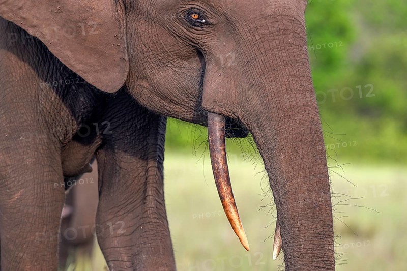 African forest elephant (Loxodonta cyclotis) in a clearing in Loango National Park, Parc National de Loango, portrait, Ogooué-Maritime Province, Gabon, Africa