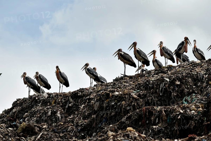 Greater Adjutant Stork (Leptoptilos dubius) at a largest disposal site. The greater adjutant stork is one of the most endangered bird species widely distributed in the plains of the Brahmaputra valley of Assam