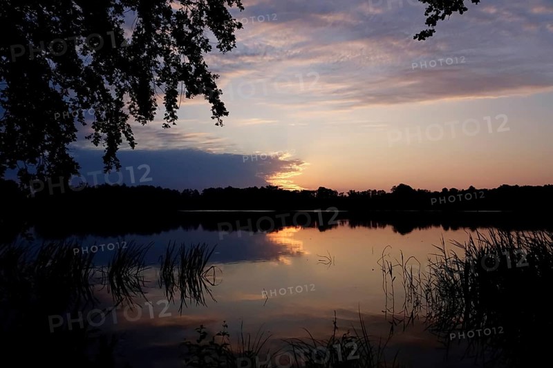 Upper Lusatian Heath and Pond Landscape, June, Saxony, Germany, Europe