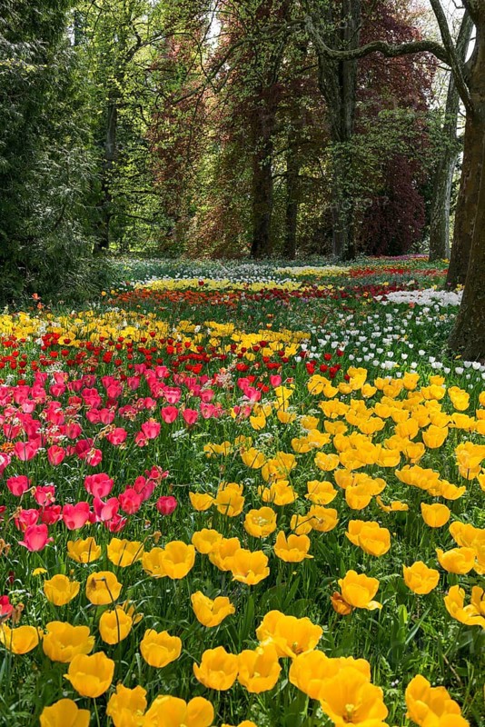 Park and flower meadow with colourful tulips, Mainau Island, Lake Constance, Baden-Württemberg, Germany, Europe