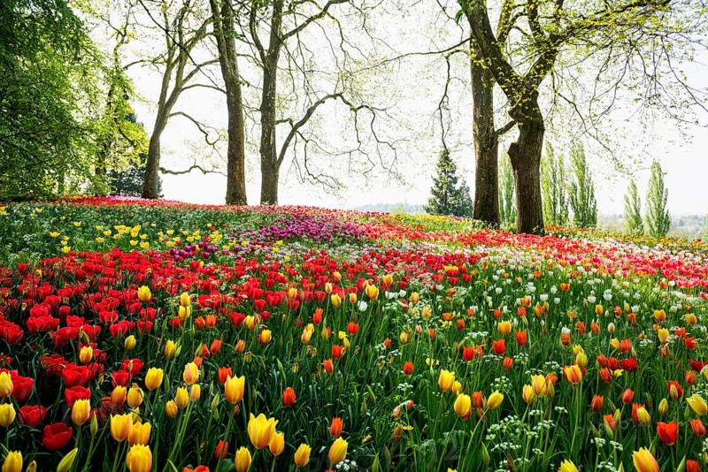 Park and flower meadow with colourful tulips, Mainau Island, Lake Constance, Baden-Württemberg, Germany, Europe
