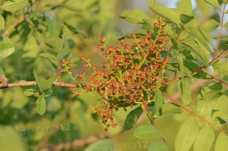 Turpentine pistachio or terebinth (Pistacia terebinthus), twig with leaves and unripe fruit, Provence, southern France