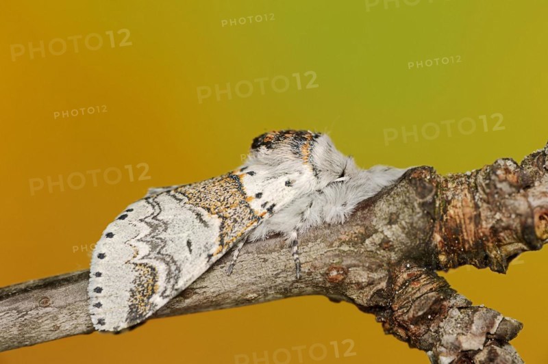 Sallow kitten moth (Furcula furcula), North Rhine-Westphalia, Germany, Europe