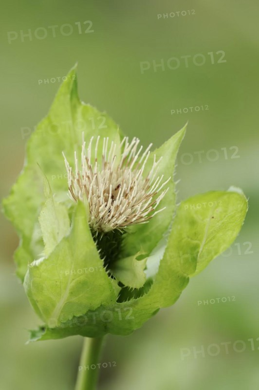 Cabbage thistle or cabbage thistle (Cirsium oleraceum), flower, North Rhine-Westphalia, Germany, Europe