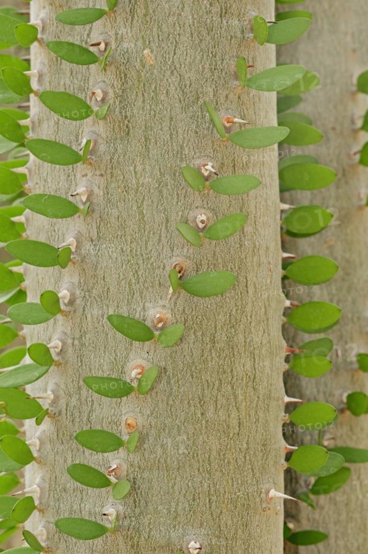 Madagascar Ocotillo (Alluaudia procera), trunk with thorns and leaves, native to Madagascar