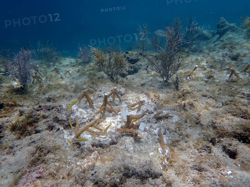 Coral culture. Staghorn coral (Acropora cervicornis) grown on a rack, which has been cut into pieces and glued to the reef and will grow into a magnificent coral stock within a few months. The aim is to grow corals that can withstand the higher water temperatures. Dive site Nursery, Tavernier, Florida Keys, Florida, USA, North America