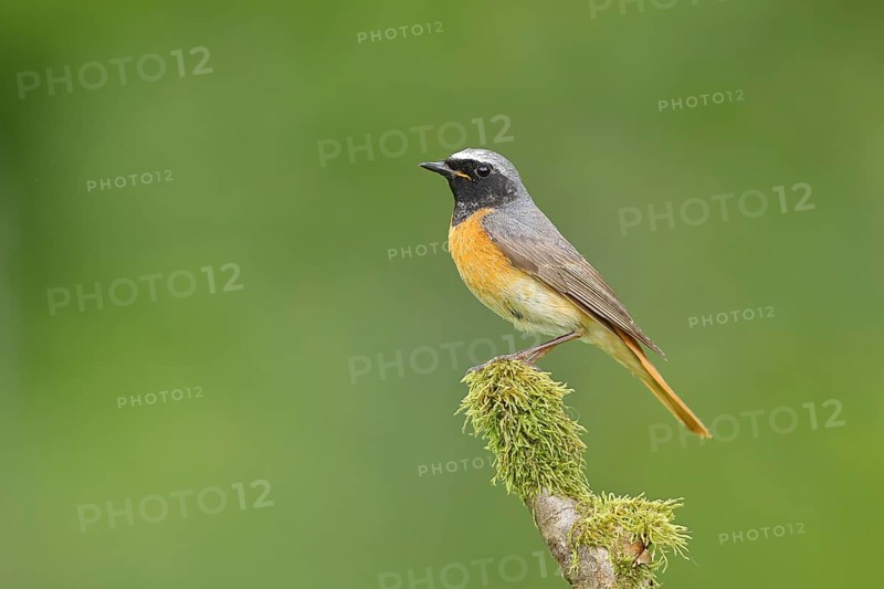 Redstart (Phoenicurus phoenicurus), Bird of the Year 2025, male on mossy branch, songbird, wildlife, Siegerland, North Rhine-Westphalia, Germany, Europe