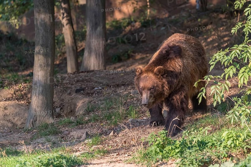 One Kamchatka brown bear (Ursus arctos piscator), walking in a forest. Some green vegetation in the background