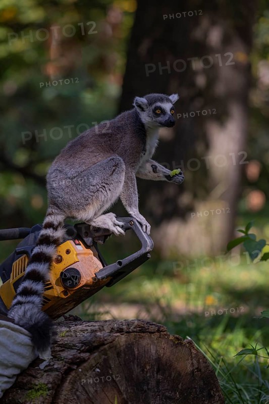 One ring-tailed lemur (Lemur catta) with a chainsaw on a log. A green forest in the background