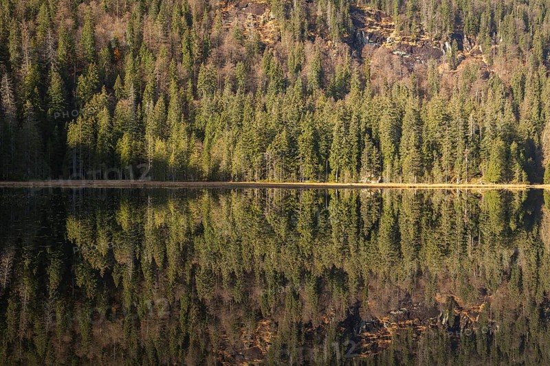 Lake Großer Arbersee in autumn. The surrounding forest is reflected in the mirror like surface of the lake