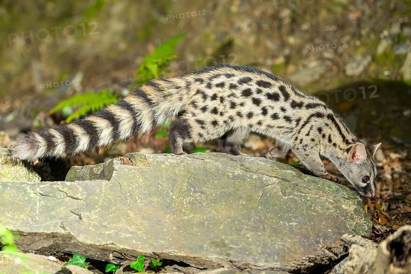 Common genet (Genetta genetta), wildlife in a forest, Montseny National Park, Catalonia, Spain, Europe