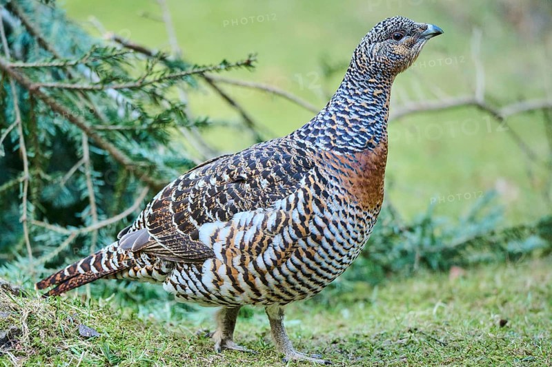 Western capercaillie (Tetrao urogallus) female (hen) standing on the ground at the edge of a foest, Bavaria, Germany, Europe