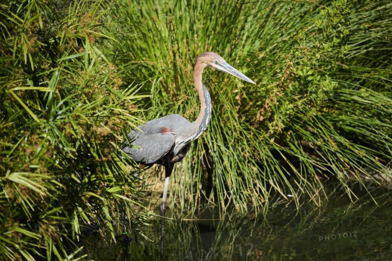 Goliath Heron (Ardea goliath), standing in the water, hunting, captive, distribution Africa