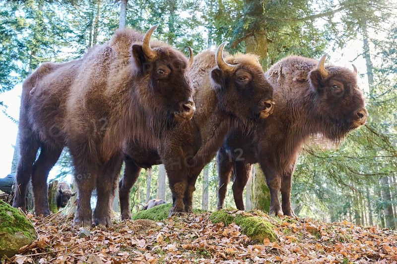 European bison (Bison bonasus) in a forest in spring, Bavarian Forest, Germany, Europe