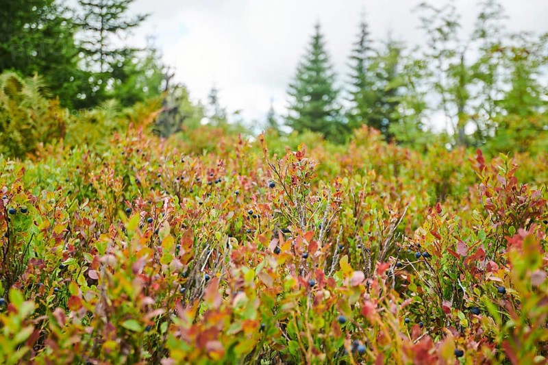Vegetation with Norway spruce (Picea abies) and colored European blueberry (Vaccinium myrtillus) on Mount Lusen in late summer, Bavarian Forest, Bavaria, Germany, Europe