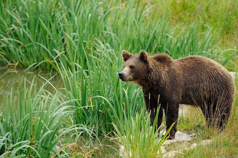 A bear stands calmly on the bank of a small body of water, Eurasian brown bear (Ursus arctos arctos), Bavarian Forest National Park