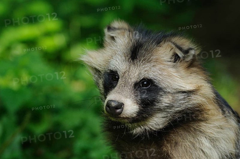 Close-up of a raccoon dog with bushy fur in the greenery, raccoon dog (Nyctereutes procyonoides), Bavaria