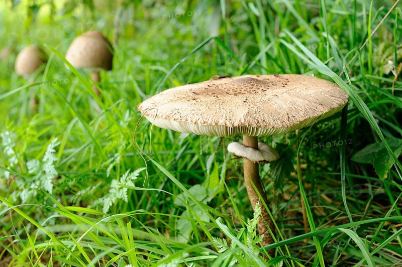 A mushroom grows in the middle of green meadow and grass, surrounded by natural forest atmosphere, Parasol (Macrolepiota procera), Bavaria