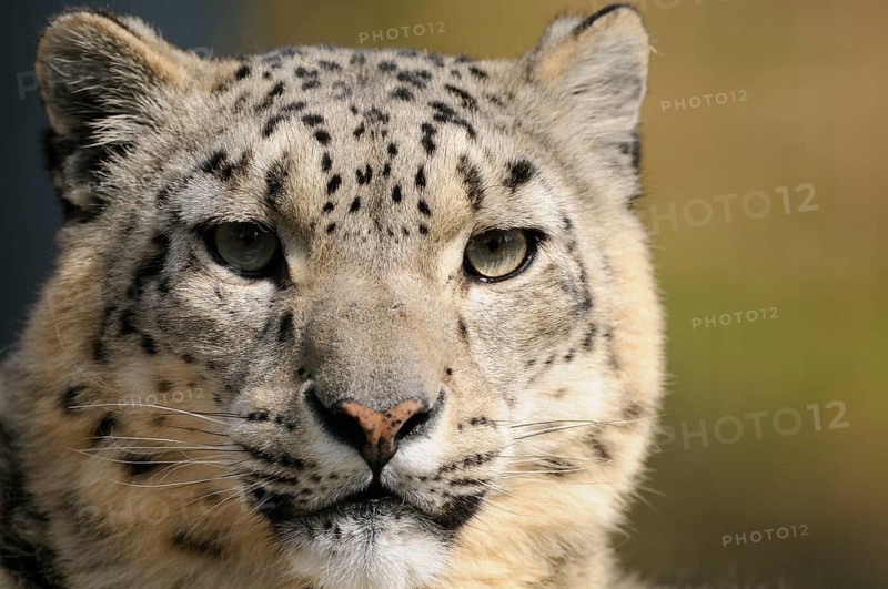 Frontal view of a snow leopard with intense gaze and spotted fur, snow leopard (Panthera uncia), captive