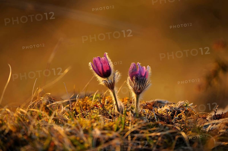 Two violet flowers in warm, golden light in a meadow, Pasque flower (Pulsatilla vulgaris), Upper Palatinate