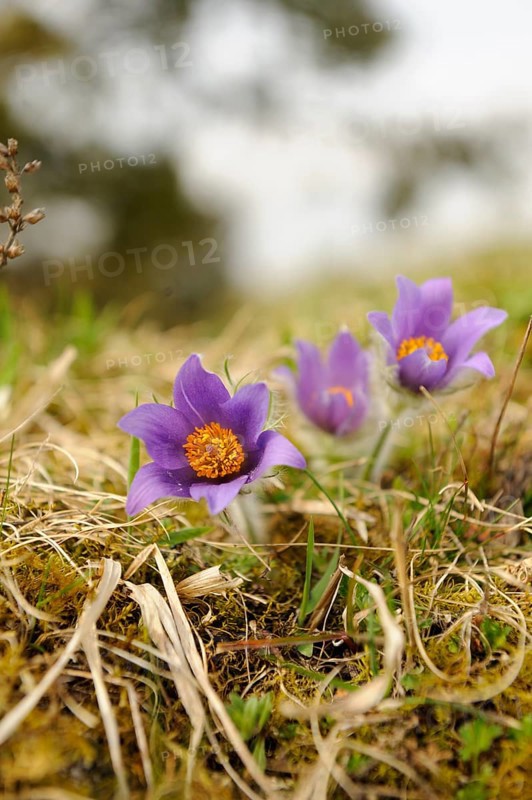 Purple Pasque flower (Pulsatilla vulgaris) in close-up with blurred background in a meadow, Upper Palatinate