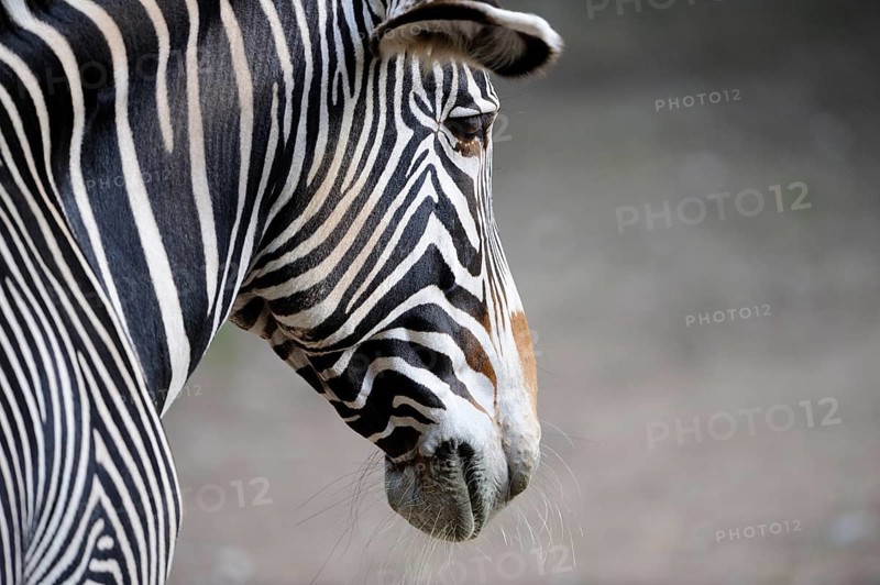 Zebra in profile with clearly visible stripes, on grey background, Grevyzebra (Equus grevyi), captive