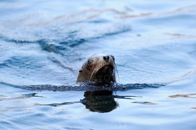 A sea lion swims through the blue water and leaves a trail, California sea lion (Zalophus californianus), captive