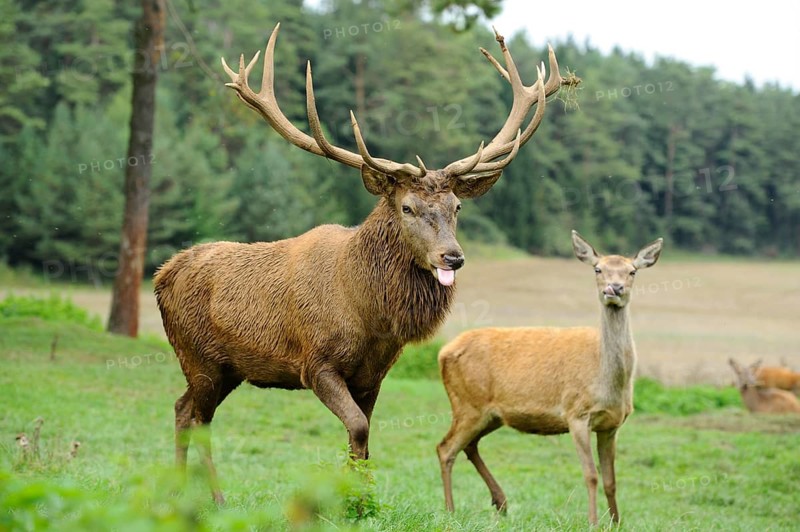 A stag with outstretched tongue and impressive antlers stands next to a doe in a meadow, red deer (Cervus elaphus), Bavaria
