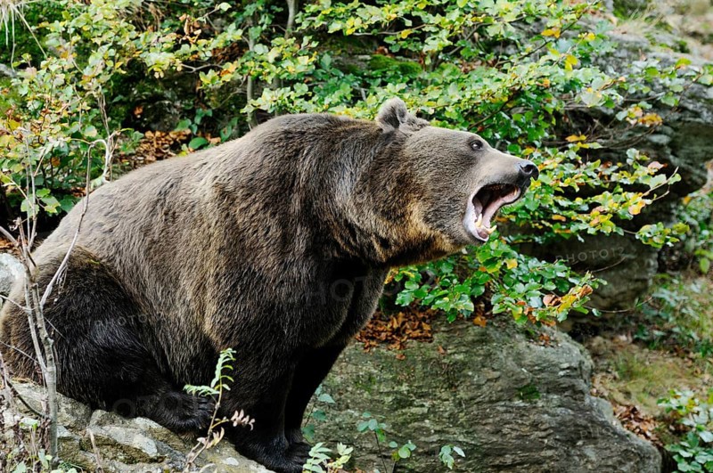A roaring brown bear in the middle of a forested area, Eurasian brown bear (Ursus arctos arctos), Bavarian Forest National Park