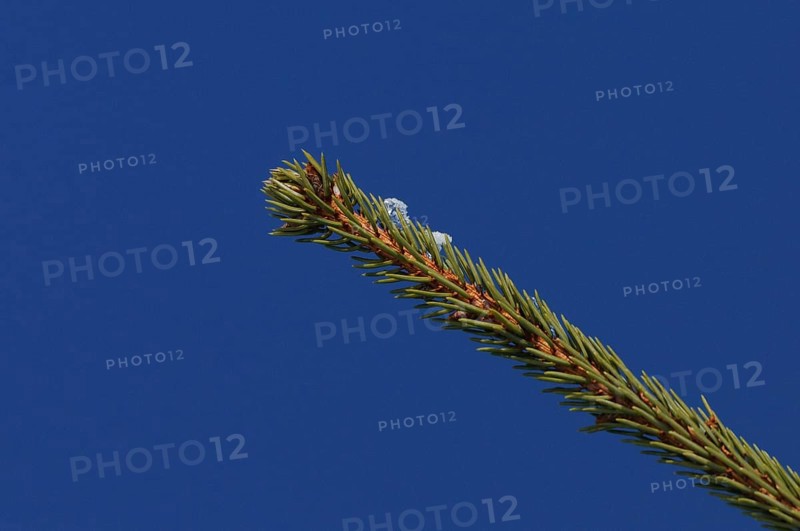 A fir branch in front of an intense blue sky, minimalist and clear depiction of nature, European spruce (Picea abies), Bavaria