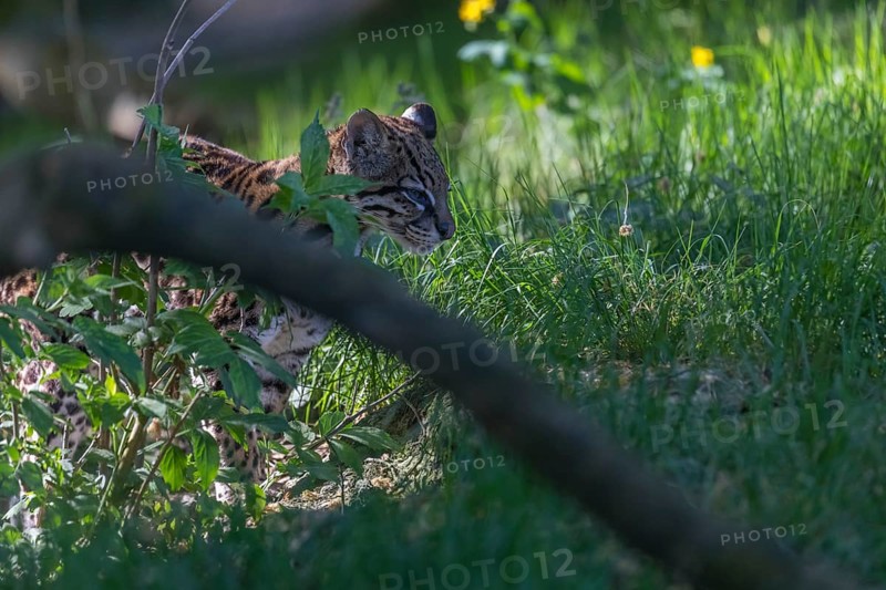 One Ocelot, Leopardus pardalis, walking on green grass with green vegetation in the background