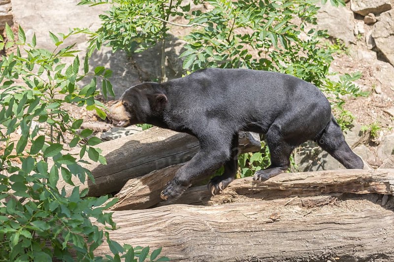One Sun bear (Helarctos malayanus) walking over logs in bright sunlight. Some green bushes in the foreground
