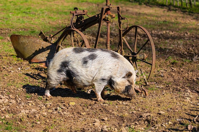 One Minipig, Sus scrofa domesticus, stands in a meadow, searching for food