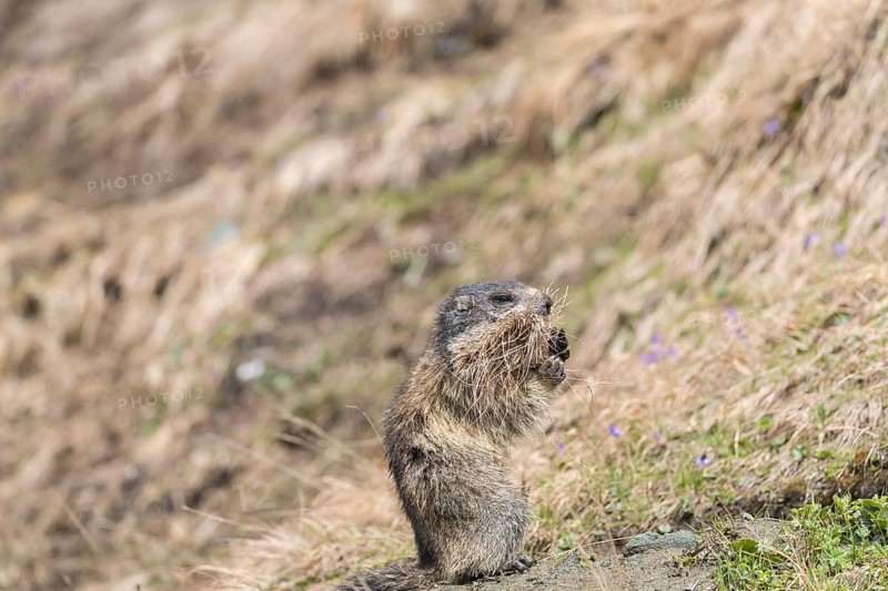 One Alpine Marmot, Marmota marmota, with nesting material in the mouth. Brown grass around. Grossglockner high alpine road, Austria, Europe