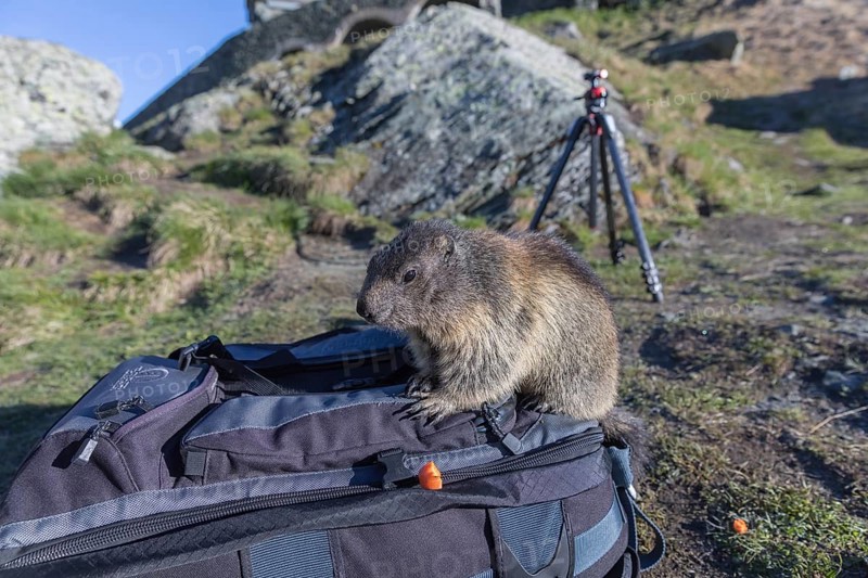 One Alpine Marmot, Marmota marmota, sitting on photographers backpack picking up a carrot. Grossglockner high alpine road, Austria, Europe
