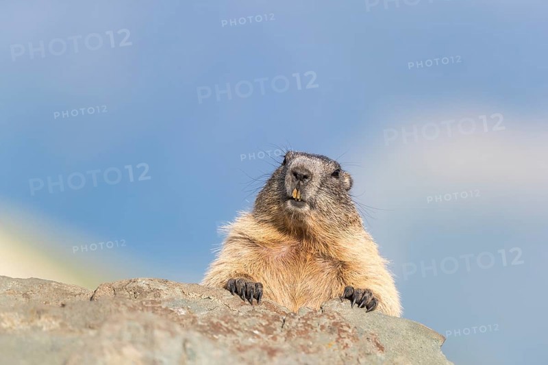 One Alpine Marmots, Marmota marmota, resting on a rock in early morning light. Blue mountains in the background. Grossglockner high alpine road, Hohe Tauern National Park