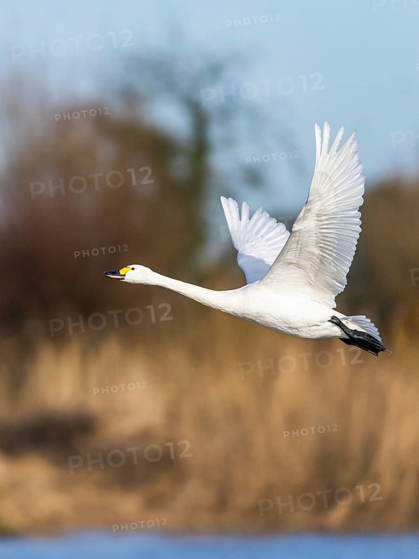 Tundra Swan, Bewick's Swan, Cygnus columbianus in flight at winter in Slimbridge, England, United Kingdom, Europe